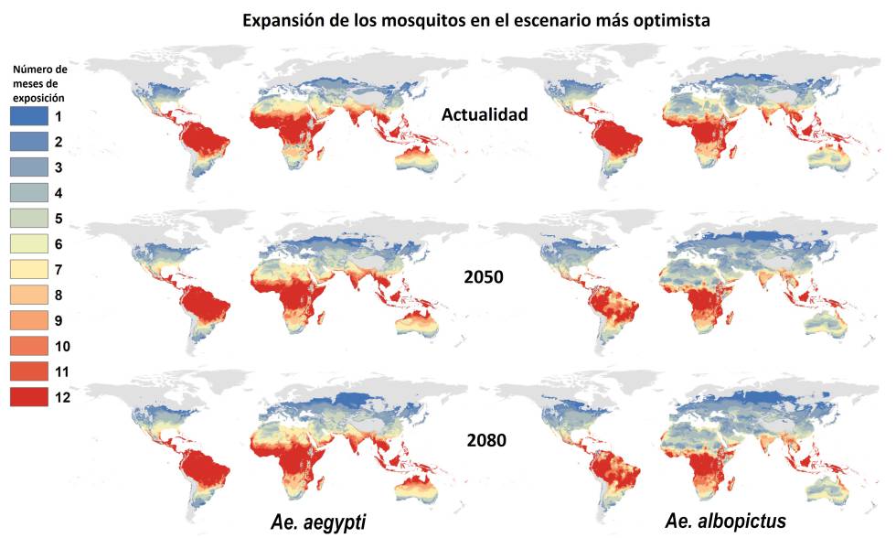 Esta es la proyección que hace el estudio para la expansión de las dos especies del mosquito Aedes en el escenario más optimista, si las temperaturas solamente subieran un grado centígrado de aquí a 2080. Los colores representan durante cuántos meses las temperaturas serían propicias para estos insectos. Pinchar en la imagen para aumentar.