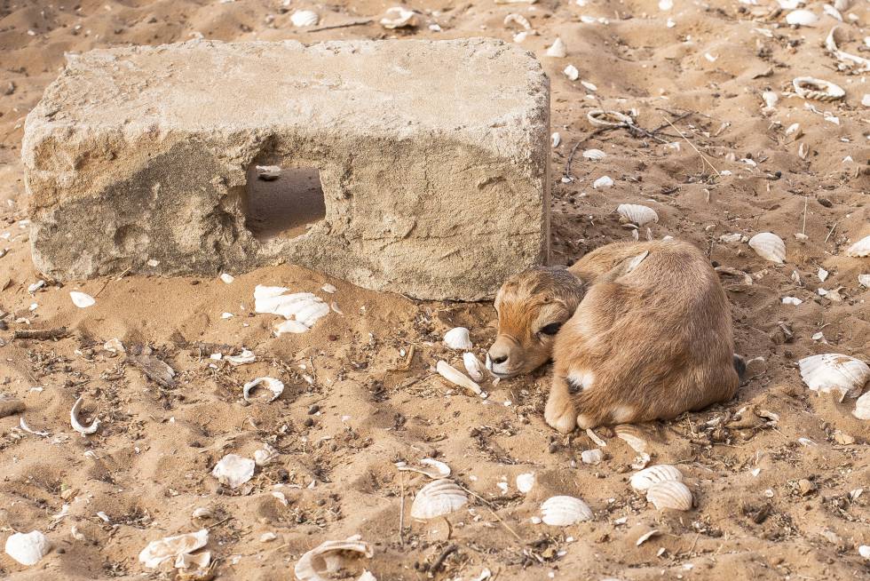Gacelas de ascendencia española en peligro crítico de extinción