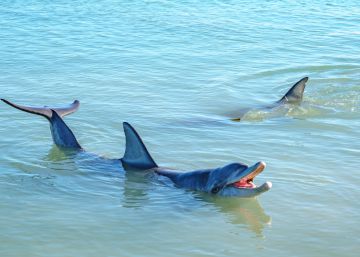 El cambio climático también amenaza a los delfines