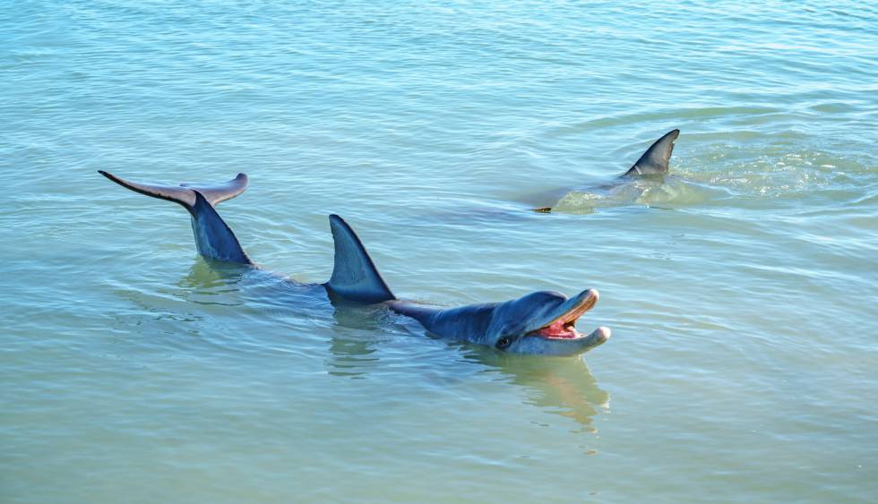 El Cambio Climatico Tambien Amenaza A Los Delfines Blog Mundo Animal El Pais