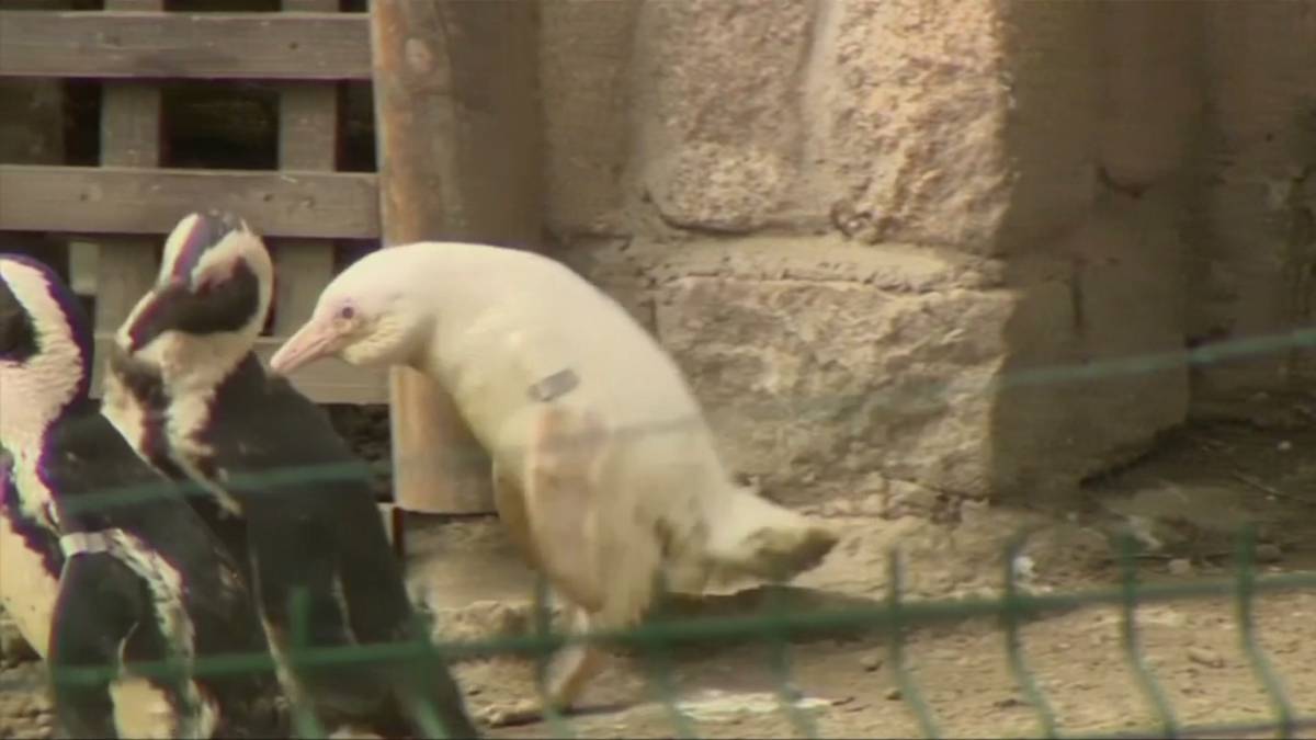 El único pingüino albino en cautividad del mundo debuta en un zoo de Polonia