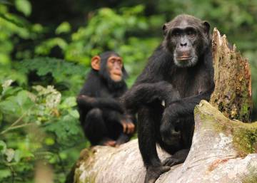 Los chimpancés tienen cultura y está en peligro