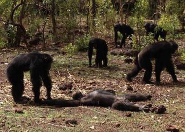Los chimpancés que mataron al tirano Los chimpancés que mataron al tirano