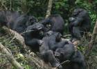 Los tres ‘funerales’ que muestran la tristeza de los gorilas