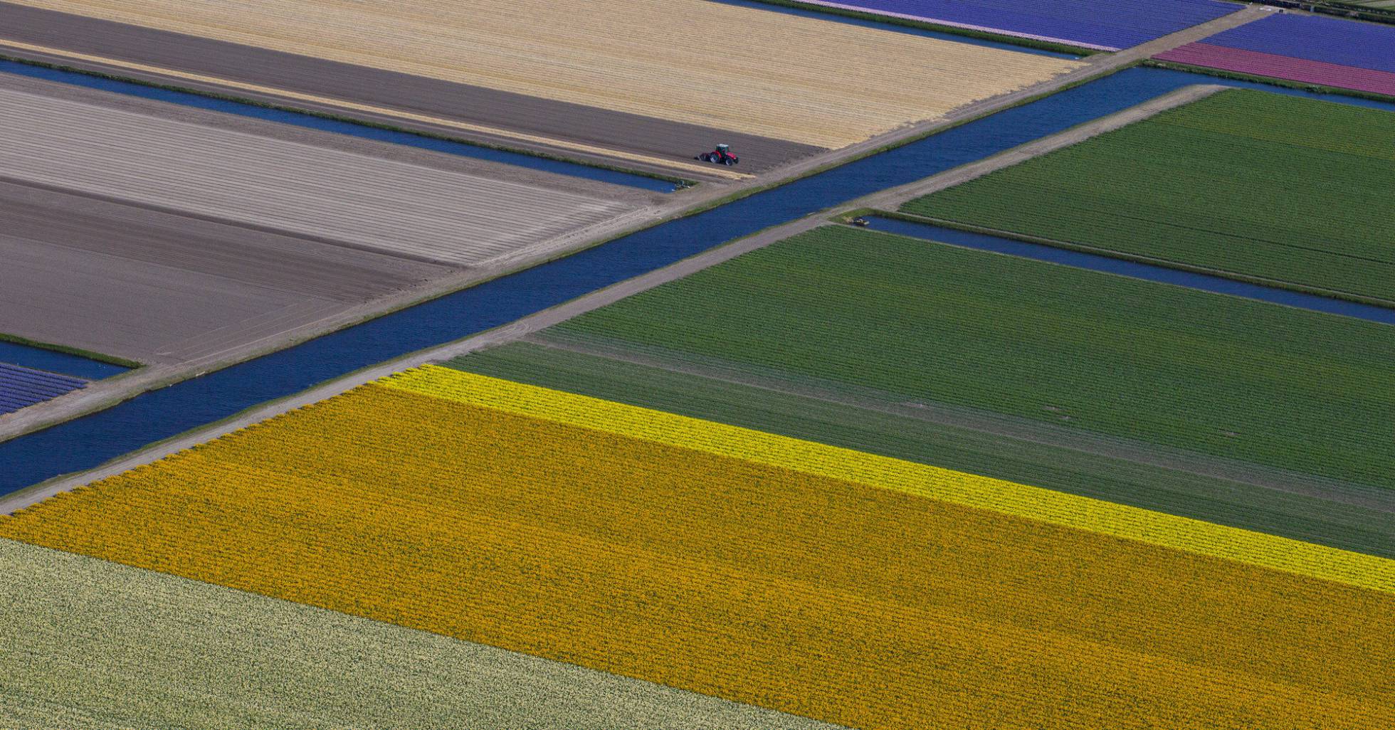 Fotos: Holanda se tiñe de color con sus tulipanes | Actualidad | EL PAÍS