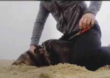 Un hombre salva a una foca que tenía un sedal de pesca alrededor del cuello