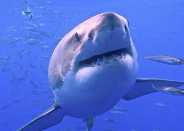 Salir a pescar y encontrarse con un enorme tiburón de 230 kilos