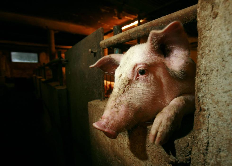 Un cerdo asoma la cabeza entre los barrotes de su cubÃ­culo en una granja.