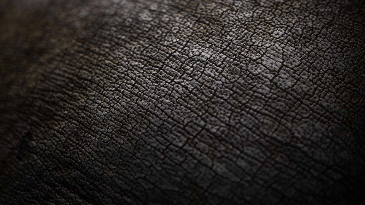 Detallle de la piel de un rinoceronte en el zoo de París (Francia).