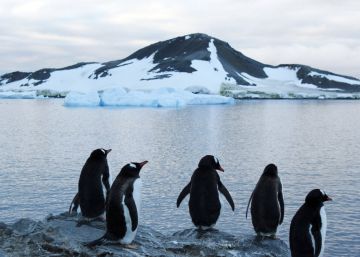 Pingüinos en un área de la Antártida. rn 