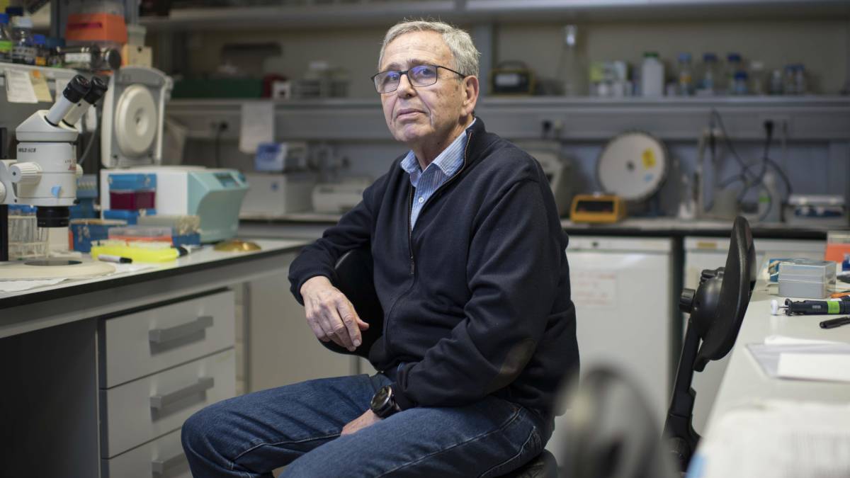 Ginés Morata, en su laboratorio en Madrid.