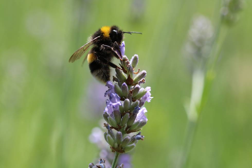 A diferencia de las abejas, los abejorros siempre acuden a las mismas flores.