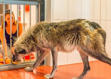 Lobos y perros realizando las pruebas del estudio en el laboratorio austríaco.