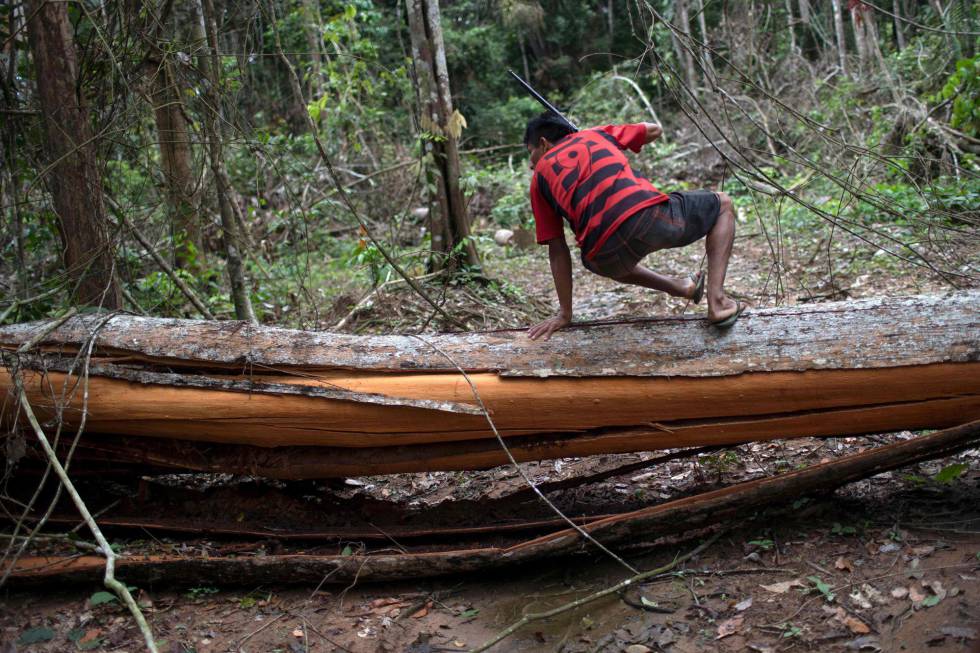 Indígena pula árvore derrubada ilegalmente no Pará.