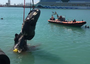 Noticias Sobre Ballenas El País