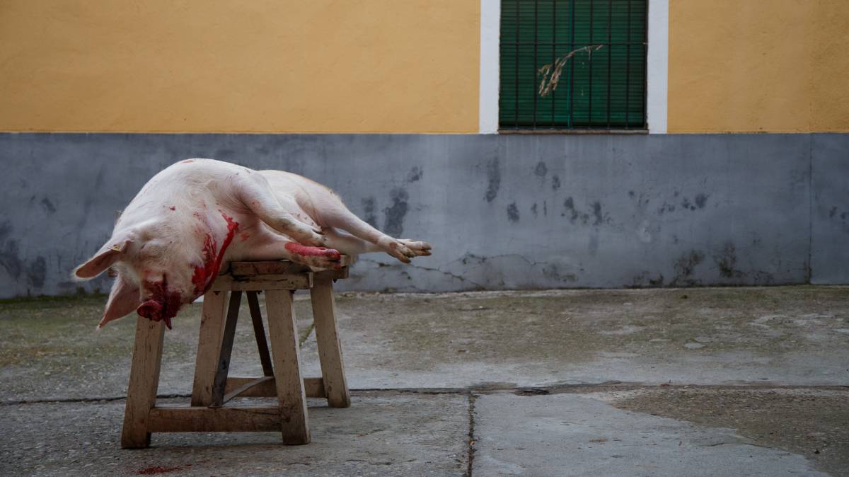 Un cerdo tras ser sacrificado enToledo.