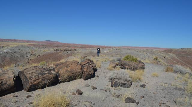 Parque Nacional del Bosque Petrificado de Arizona.