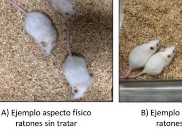 Biosearch se dispara en Bolsa por una sustancia que rejuvenece a los ratones