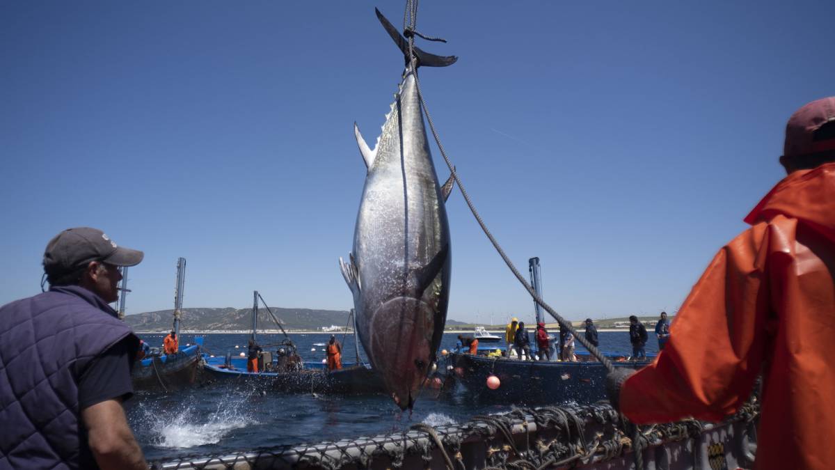 Uno de los primeros ejemplares de atún capturados.rn rn 