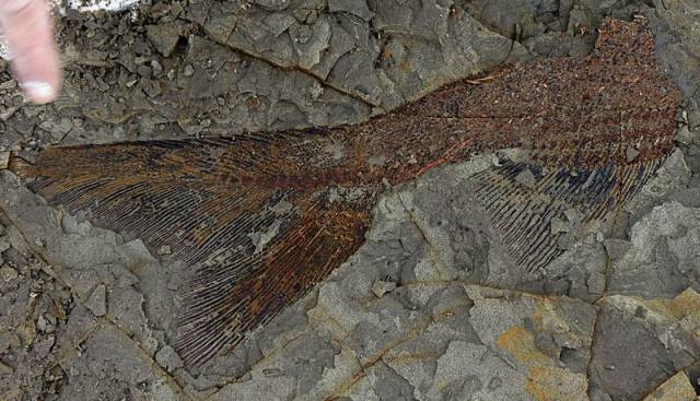 Imagen de un pez fosilizado, de 65 millones de años, en Tanis.