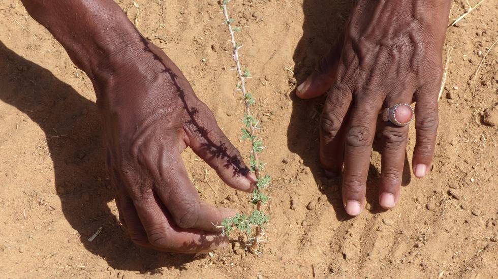 Un pastor revisa plantaciones que beneficiarán al ganado, en la localidad senegalesa de Mbar Toubab.