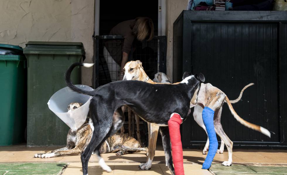 galgos