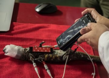 Los lagartos gigantes de El Hierro se hacen un electrocardiograma