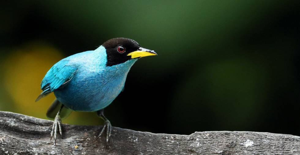 En Colombia existen mÃ¡s de 1.920 especies de aves.