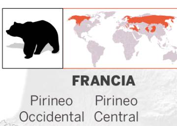 La población de osos en España