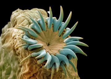 Hay un Alien cerca de ti