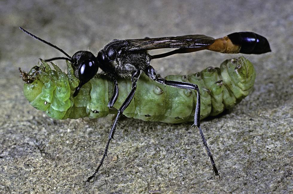 Una avispa ‘Ammophila sabulosa’ arrastrando la oruga que acaba de paralizar para poner en ella sus huevos.