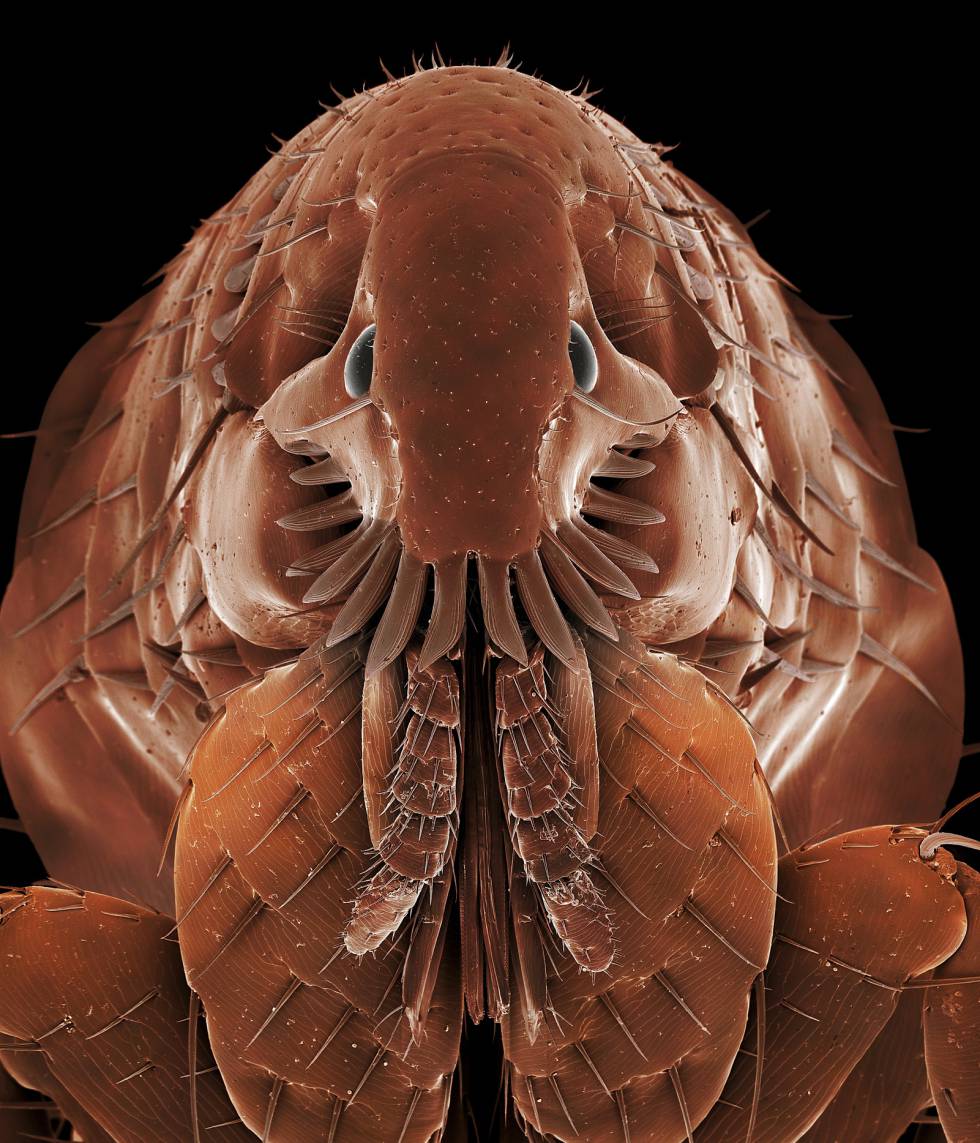 Fotografía microscópica de 'Ctenocephalides felis', o pulga del gato.