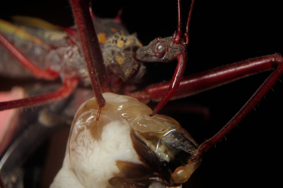 Una chinche asesina alimentándose de otro insecto.