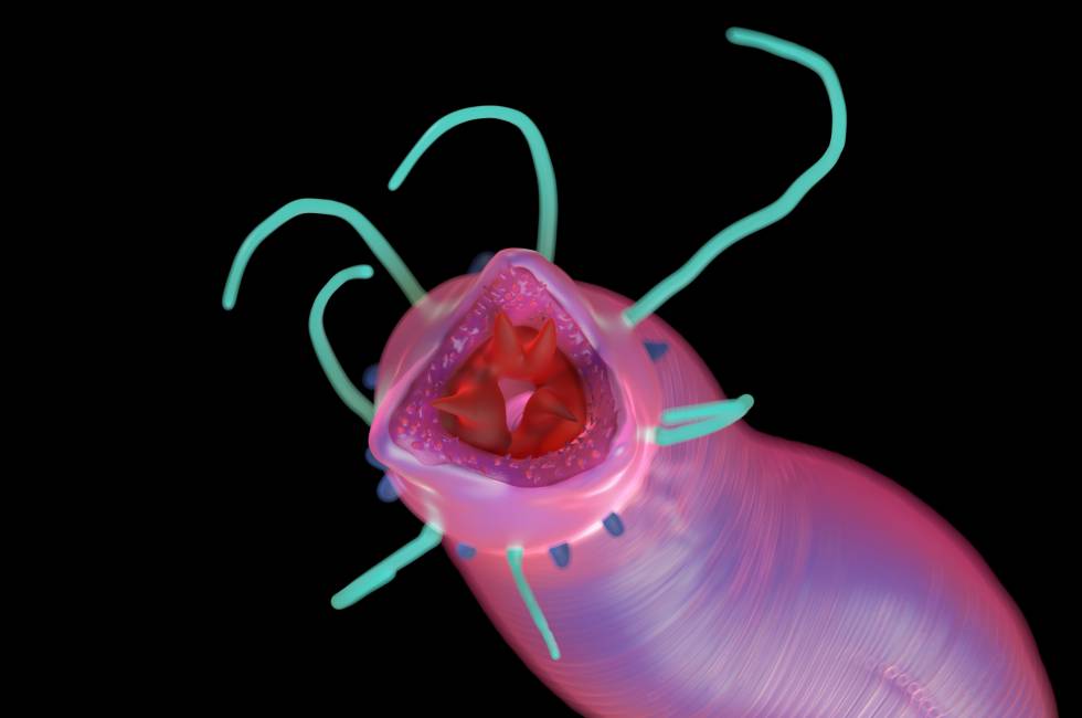 Los gusanos nemátodos son responsables de muchas de las enfermedades parasitarias que afectan a los humanos.