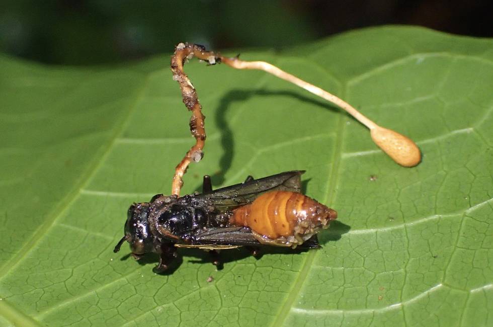 Un insecto parasitado por el hongo 'Ophiocordyceps sphecocephala'.