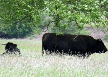 La protesta de los defensores de los animales salva del matadero a 180 vacas en Polonia