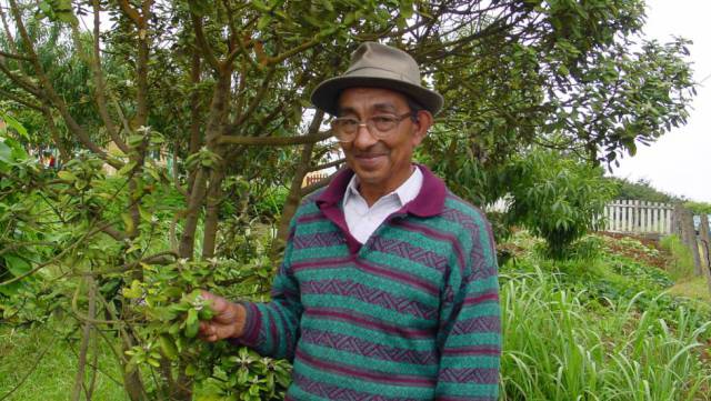 El último olivo de Santa Elena murió en 2003.