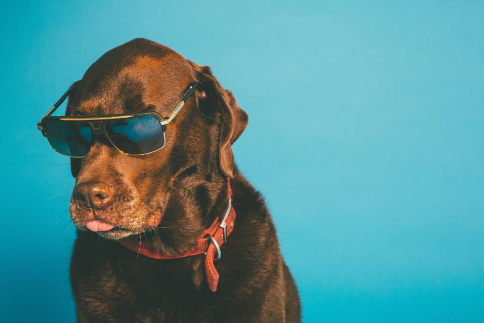 puedo desparasitar a mi perro con ajo puedo desparasitar a mi perro con ajo