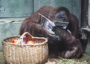 ‘Sandra’, la orangutana que se convirtió en ‘persona’