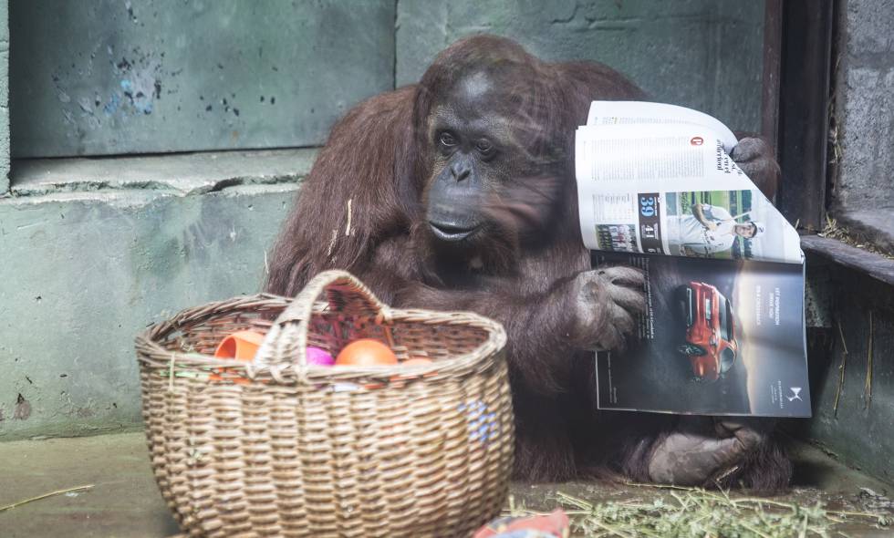 Sandra com uma revista ao lado da cesta com sua comida.