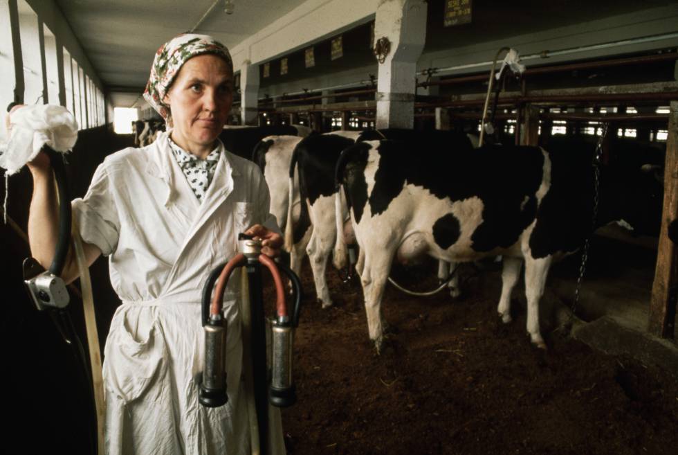 La producción de leche y carne de vacuno era el principal emisor de gases de efecto invernadero del sector agroalimentario soviético.