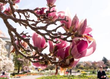 Solsticio de verano: Adiós primavera