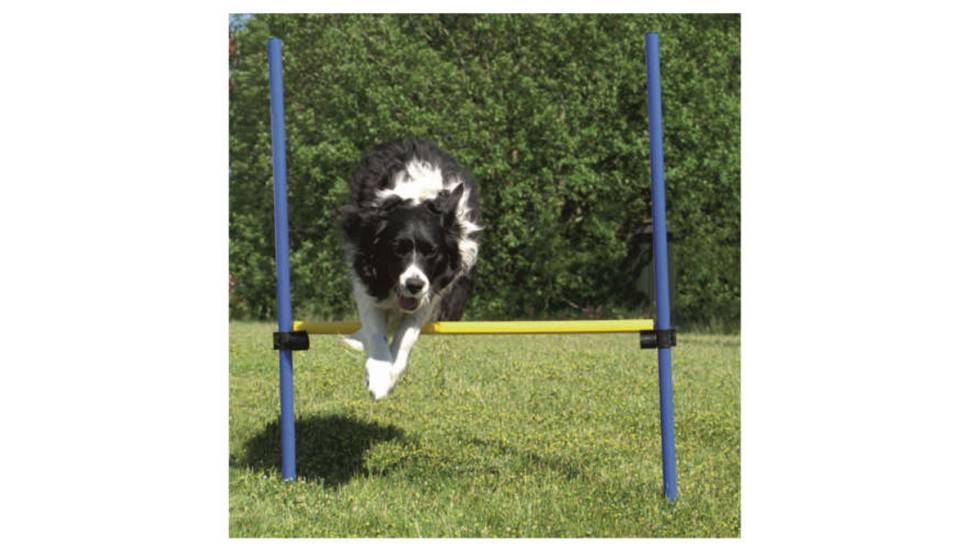 15 ‘gadgets’ para entretener a tu perro al aire libre
