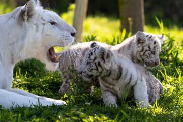 Dos Crias De Tigre Blanco Una Especie En Peligro De Extincion Crecen En El Parque Navarro Sendaviva Blog Mundo Animal El Pais