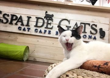 Bébete un café y llévate al gato