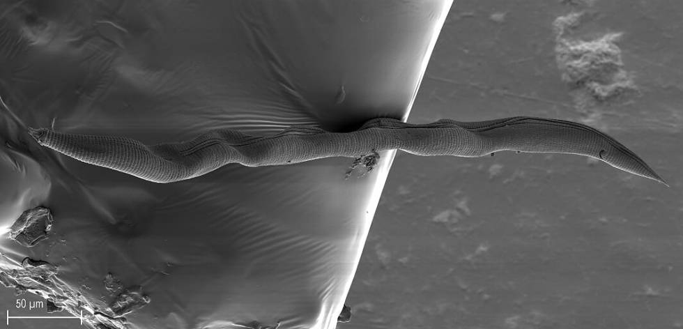 Imagen completa del nematodo 'Nothacrobeles lanceolatus'.