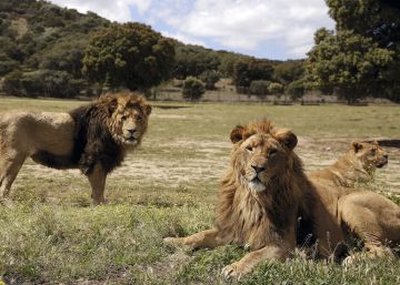 Los reyes de la selva