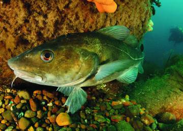 El bacalao, en estado crítico en el Mar del Norte