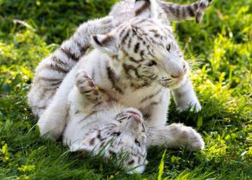 Dos crías de tigre blanco, una especie en peligro de extinción, crecen en el parque navarro Sendaviva