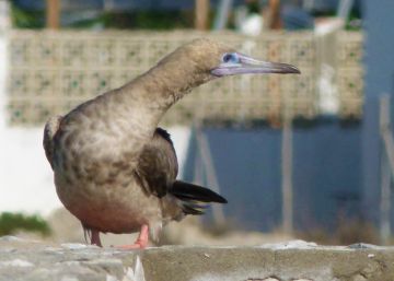 Del Caribe a Málaga: el viaje de 9.000 kilómetros de un ave tropical